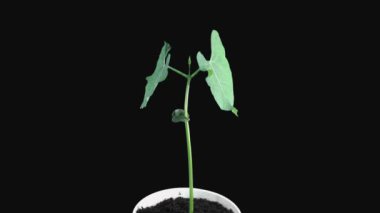 RGB + ALPHA mat formatında 12c3 fasulye yetiştirmede fototropism etkisi siyah zemin üzerinde izole edildi. Bitki yapraklarının ışık kaynağına doğru hareketini gösterir