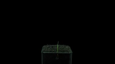 Filizlenen mikro yeşilliklerin hızlandırılması yulaf tohumu (Avena sativa) 4a3 in RGB + ALPHA mat biçimi siyah arkaplan üzerinde izole edildi