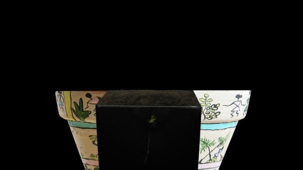 黑土背景下1C2盆栽中蚕豆 种子的时间间隔 — 图库视频影像