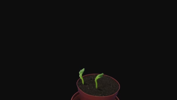 成長期の豆カルマジン種子5A3 Rgb Alphaマット形式 黒の背景に隔離 — ストック動画