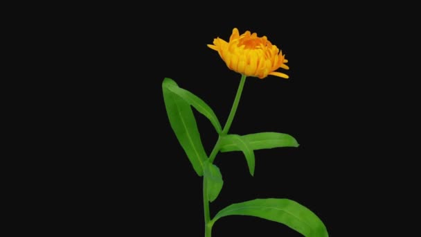 Plazo Apertura Flor Caléndula Naranja 1B3 Formato Mate Rgb Alpha — Vídeos de Stock