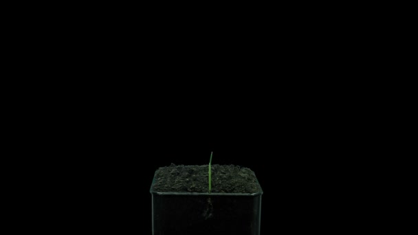 Временной Интервал Прорастания Семян Микрозеленого Овса Avena Sativa 4A3 Формате — стоковое видео