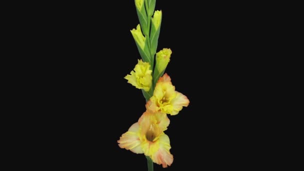 Time Lapse Öppning Gul Gladiolus Blomma 1A3 Rgb Alpha Matt — Stockvideo
