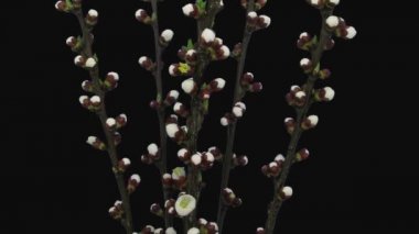 Kayısı buketinin (veya Prunus armeniaca) zaman aşımı RGB + ALPHA mat biçimi siyah arkaplanda izole edilmiş 3n3 şubesi