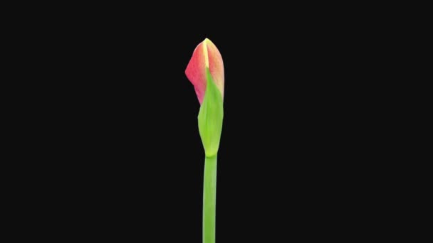 Time Lapse Otwarcia Czerwony Rywal Amaryllis Kwiat 1F2 Izolowane Czarnym — Wideo stockowe