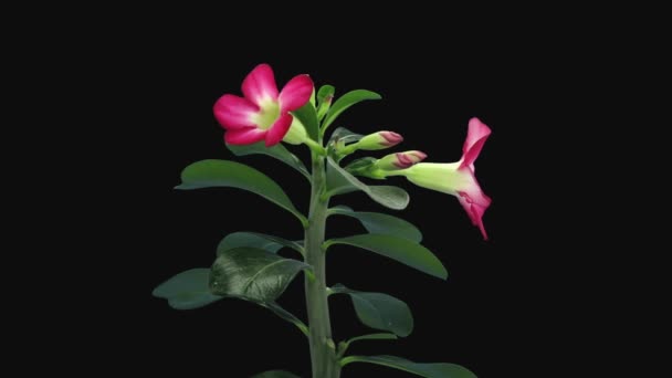 Time Lapse Growing Opening Adenium Flower 8C3 Rgb Alpha Matte — Stock Video