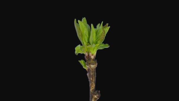 Time Lapse Growing Elderberry Tree Elder Sambucus Brotes 1H2 Aislados — Vídeo de stock