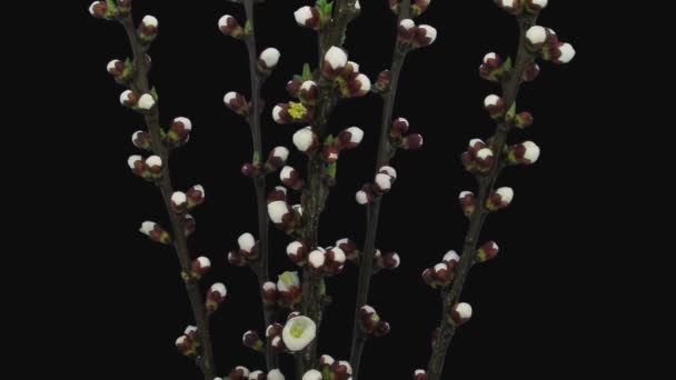 Rgb Alpha Matte 3N3 지점검은 배경에서 Prunus Armeniaca 꽃다발의 — 비디오