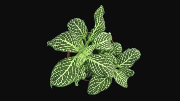 Time Lapse Growing Fittonia Flower 3D3 Rgb Alpha Mate Format — Stock Video