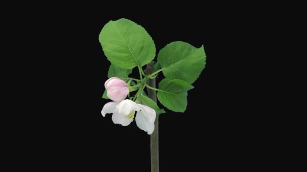 Time Lapse Blooming Apple Branch 25B3 Formato Mate Rgb Alpha — Vídeos de Stock