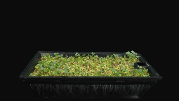 Временной Отрыв Прорастающих Микрозеленых Брокколи 1A3 Изолированных Черном Фоне — стоковое видео
