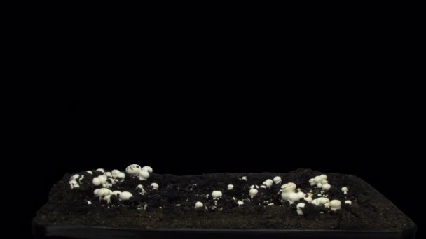 Prores 4444格式的生长香菇10A1在黑色背景下与Alpha透明通道分离的时间间隔 — 图库视频影像