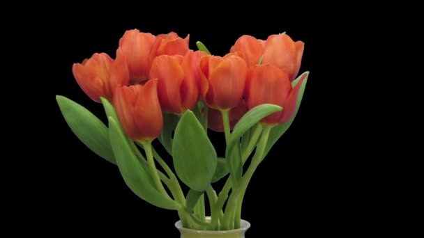 Time Lapse Abertura Tulipa Vermelha Escape Bouquet Vaso 1E3 Formato — Vídeo de Stock