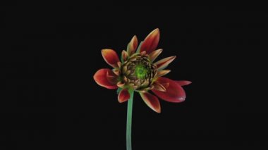 Büyüme ve açma turuncusu Dahlia 'nın (Asteraceae) zaman atlaması siyah arkaplanda 4c2 izole