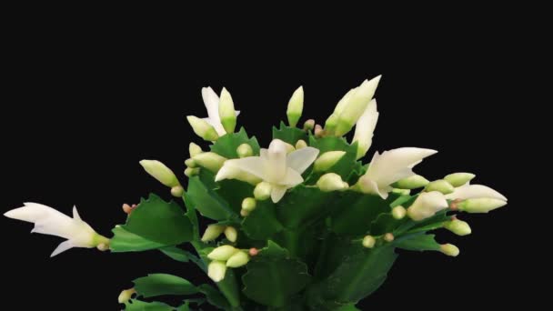 生长和开花的白色圣诞仙人掌 Schlumbergera 3D3以Rgb Alpha Matte格式在白色背景下分离的时滞 — 图库视频影像