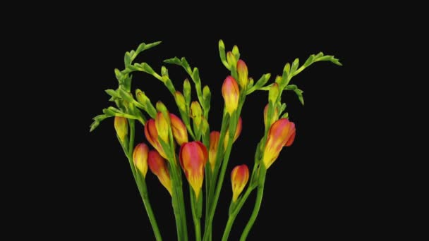 Lapso Tiempo Apertura Brotes Flores Freesia Naranja 3C2 Aislados Sobre — Vídeo de stock