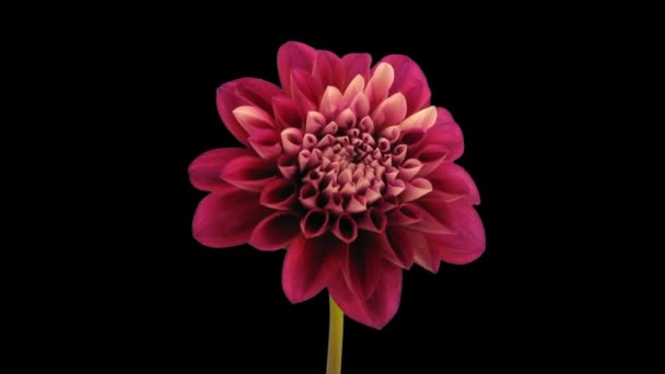 Temps Écoulé Entre Ouverture Mort Une Dahlia Rouge Avec Matte — Video