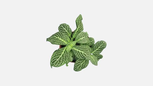 Zeitraffer Der Wachsenden Fittonia Blume 3B2W Isoliert Auf Weißem Hintergrund — Stockvideo