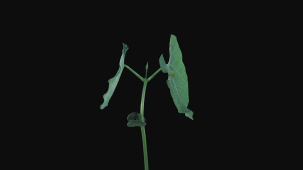 Phototropism Effect Growing Beans Vegetables 12E2 Isolated Black Background Affiche — Video