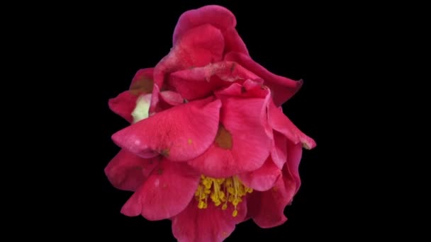 Time Lapse Umírající Červené Kamélie Květ 2A2 Izolované Černém Pozadí — Stock video