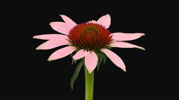 Time Lapse Opening Echinacea Flower 1D3 Rgb Alpha Ματ Μορφή — Αρχείο Βίντεο