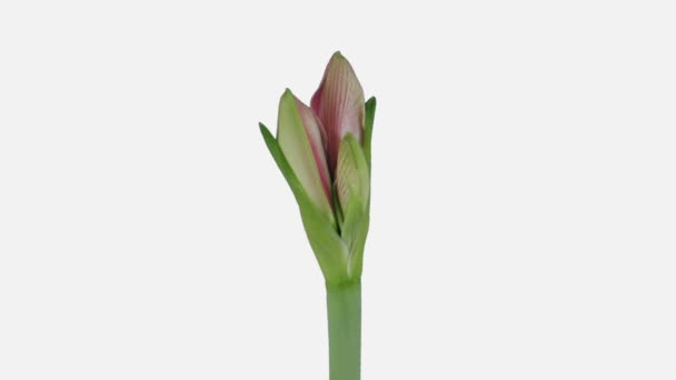 Lapso Tempo Abertura Rosa Blushing Bride Amaryllis 3C2W Isolado Fundo — Vídeo de Stock