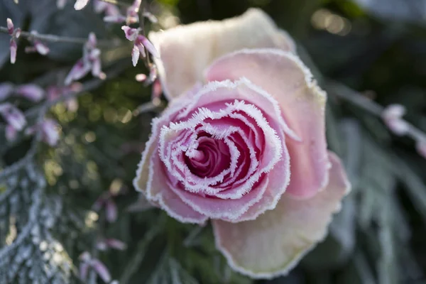 Bevroren roze roos Rechtenvrije Stockfoto's
