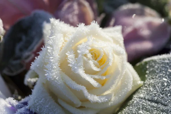 Frostige weiße Rose Stockbild