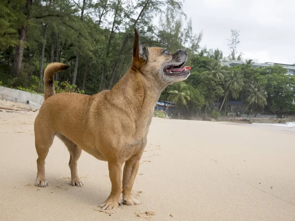Dog on beach — Stock Photo, Image