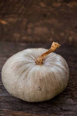 Queensland mavi kabak