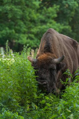 Zimbru-Avrupa bizonu