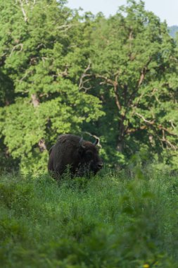 Zimbru-Avrupa bizonu