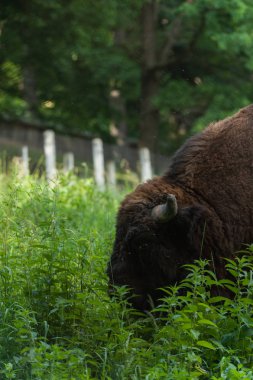 Zimbru-Avrupa bizonu