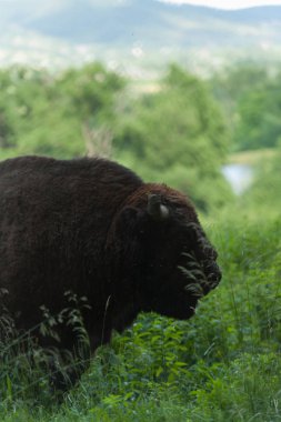 Zimbru-Avrupa bizonu
