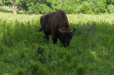 Zimbru-Avrupa bizonu