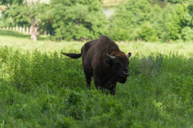 Zimbru-Avrupa bizonu