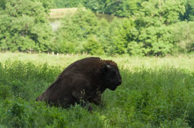 Zimbru-Avrupa bizonu