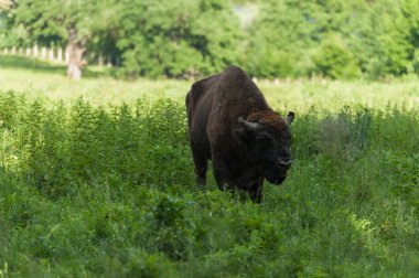 Zimbru-Avrupa bizonu