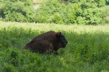 Zimbru-Avrupa bizonu