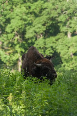 Zimbru-Avrupa bizonu