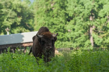 Zimbru-Avrupa bizonu