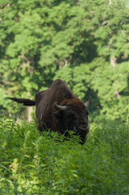 Zimbru-Avrupa bizonu