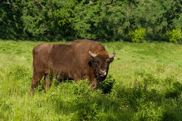 Zimbru-Avrupa bizonu