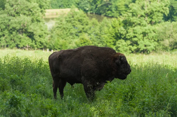 Zimbru-Avrupa bizonu