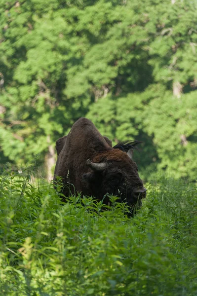 Zimbru-Avrupa bizonu