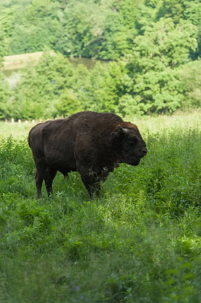Zimbru-Avrupa bizonu