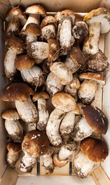 Porcini mantar bir sepet