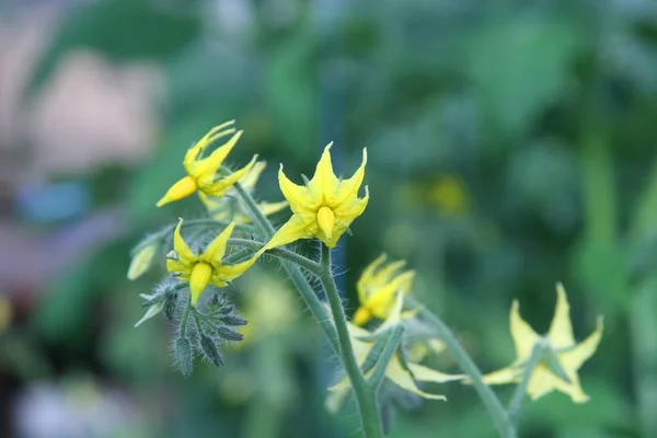 Tomatenblüten auf grünem Hintergrund, Unschärfe und ausgewählter Fokus — Stockfoto