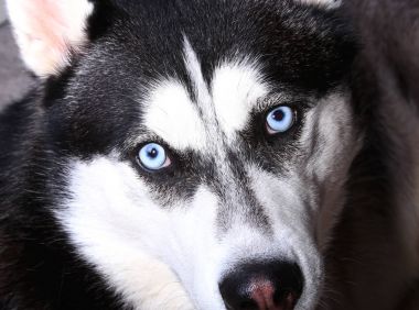 Mavi gözlü Sibirya husky köpek üzerinde kapat