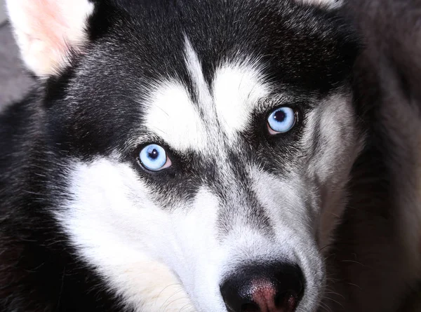 Close-up em olhos azuis de um cão husky siberiano — Fotografia de Stock
